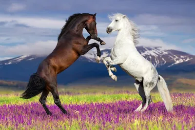 Конь, девушка на коне, лошадь, скачки, конная прогулка, фотосессия с  лошадью, ипподром, конь на дыбах, черный конь | Photo, Instagram photo,  Instagram