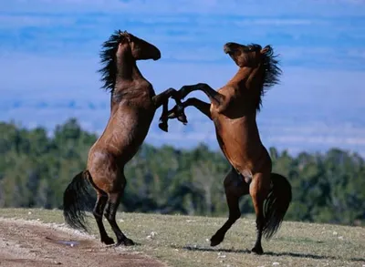 Конь на дыбах - 59 фото | Смешная лошадь, Красивые лошади, Любовь лошадей