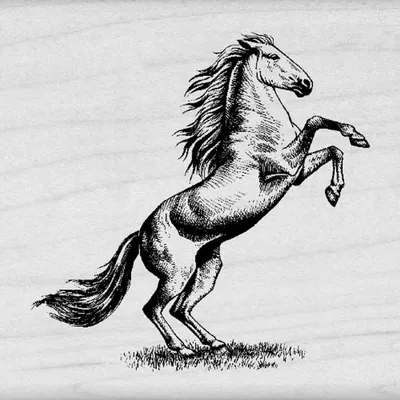 Лошадь на дыбах рисунок - 27 фото