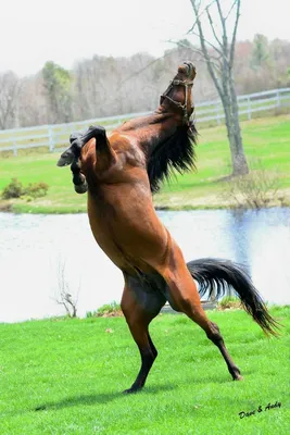 Конь на дыбах - красивые фото
