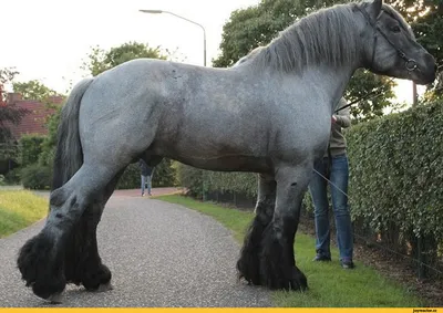 BB.lv: Конь-тяжеловоз вышел на пенсию и подружился с пони