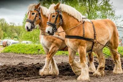 Брабансон — могучий конь-тяжеловоз | Пикабу