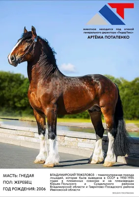 Породы лошадей - Шайр (Английский тяжеловоз) Лошади этой породы отличаются  высоким ростом (165-185 см в холке, иногда до 219).Считается самой высокой  лошадью в мире. Ведут свой род от боевых рыцарских коней, потомков