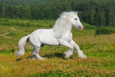Ломовая лошадь - 70 фото