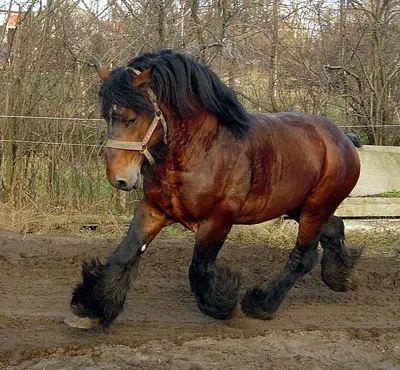 Все-таки лошади-тяжеловозы иногда очень даже полезны, а порой незаменимы |  Пикабу