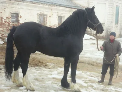 Русский тяжеловоз. Истории лошадей приюта «Шанс на жизнь». @shansvisokovsk  | Instagram