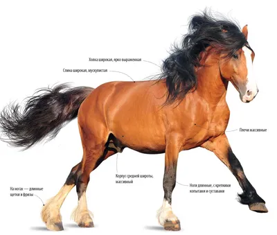 Породы лошадей: все породы лошадей с фото, самые красивые породистые лошади  | Блог зоомагазина Zootovary.com