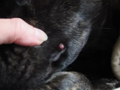Ветцентр Доктора Брежнева - Очень часто в Ветцентр обращаются владельцы с  собаками, на коже которых была обнаружена папиллома. Бывают случаи, когда  владельцы даже принимают эти новообразования за клещей. Папилломатоз – это  вирусное