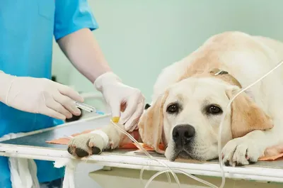 Болезни лап у собак - Ветеринарная клиника TerraVet