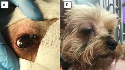 Папилломы (бородавки) у собак: фото, лечение и причины развития папиллом