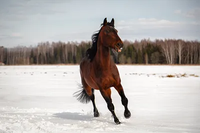 Лошади, лошадки, кони (ID#1815591276), цена: 283.50 ₴, купить на Prom.ua