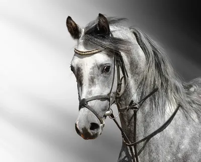 Лошадь - Фотообои на заказ в интернет магазин arte.ru. Заказать обои Лошадь  Арт - (16152)