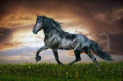 Фотообои Черная лошадь в поле купить в Москве, Арт. 4-157 в  интернет-магазине, цены в Мастерфресок