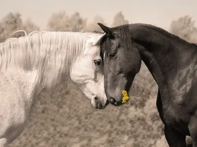 Фотообои Пара лошадей на стену. Купить фотообои Пара лошадей в  интернет-магазине WallArt