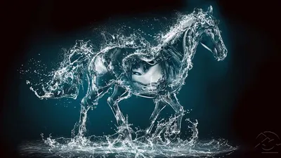 Фотообои Лошади \"Водяная лошадь\" - арт 018040003 | Купить в  интернет-магазине Фото в дом
