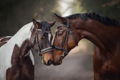 Купить фотообои Лошади «Пара лошадей» | PINEGIN