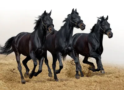 Лошади - Фотообои на заказ в интернет магазин arte.ru. Заказать обои Лошади  Арт - (16142)