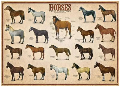 Название породы лошади иллюстрация вектора. иллюстрации насчитывающей  головка - 156431405