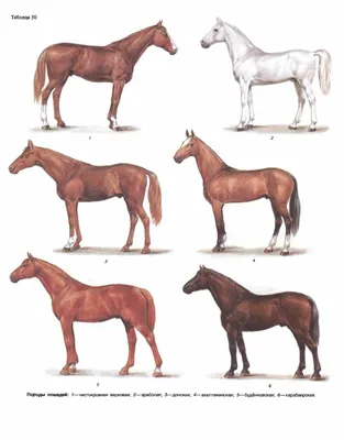 Породы лошадей рисунок - 60 фото