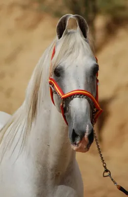Украинские лошади породы лошади Стоковое Изображение - изображение  насчитывающей ангстрома, трава: 40991813