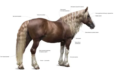 Тест на знание пород лошадей᯽ — Трикки — тесты для девочек