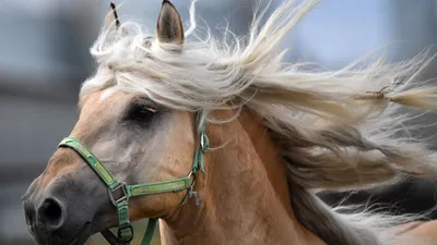 Фотографии лошадей. Фотограф в Санкт-Петербурге Светлана Балабанова