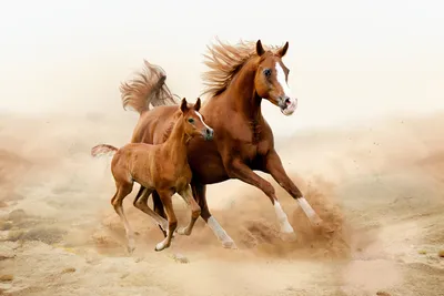 Лошади в Кыргызстане