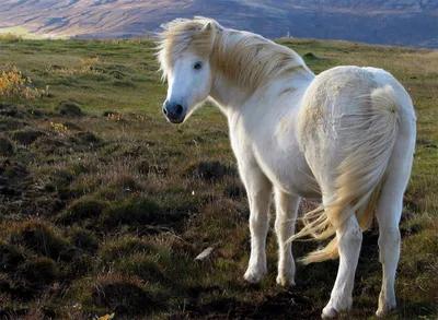 Картина с лошадью \"Сила и свобода\". Белая лошадь, лошади купить в  интернет-магазине Ярмарка Мастеров по цене 5000 ₽ – SQQI8RU | Картины,  Самара - доставка по России