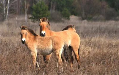 Новую породу казахских лошадей вывели в области Абай | Inbusiness.kz