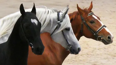 Алтайская лошадь. Местная порода Алтайского края | Счастливые Лошади