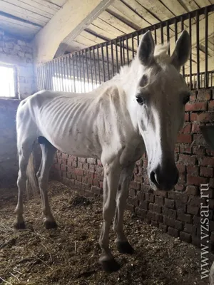 Лошади 17 пород! ПАРАД ПОРОД #ИППОсфера 2019 конная выставка /Породы лошадей  #ПарадПород #Лошади - YouTube
