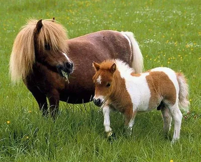 Мини-конь Фалабелла, или мини пони | zoo-ekzo.com- Экзотические животные