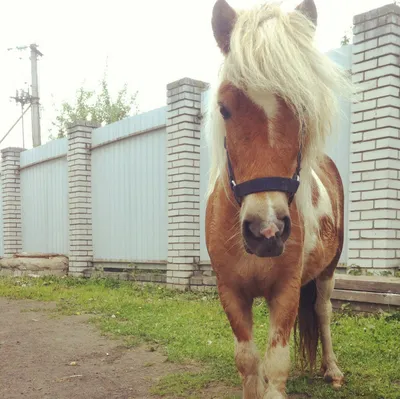 Дрессированный пони на праздник. Шоу пони в Москве