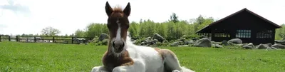 Стадо мини лошадей (пони) пасется …» — создано в Шедевруме