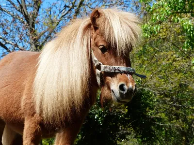 А пони тоже кони: 9-летняя тулячка – в числе лучших в конном спорте по  выездке – Фотогалерея, фото 17 - MySlo.ru