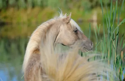 Эксмурский пони: Полудикие кони из Британии. Сотни тысяч лет они  эволюционировали самостоятельно, выживая в холоде и ветрах | Пикабу