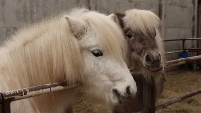 Пони тоже кони... - YouTube