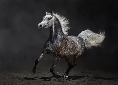 Серый в яблоках конь - 71 фото