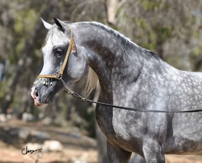 Серый конь в яблоках :: Елена Глебова – Социальная сеть ФотоКто