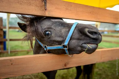 Коня на скаку остановит.... :: Светлана Яковлева – Социальная сеть ФотоКто