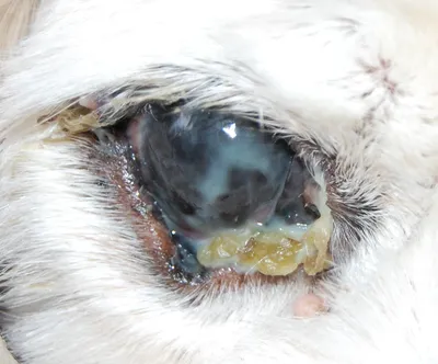 Сухой кератоконъюнктивит собак — Ветеринарные центры малотравматичной  хирургии и комплексного восстановления Лебеди