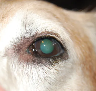 Ветеринарная клиника Крошка Енот - Дистихиаз у собак