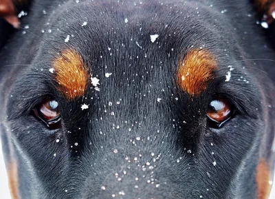 Выделения из глаз у собаки - Самые распространенные причины | ZooVision Спб
