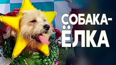 Жители Подмосковья до 31 декабря могут отправить фото своих собак на конкурс  «Дай лапку!» - В регионе - РИАМО в Реутове