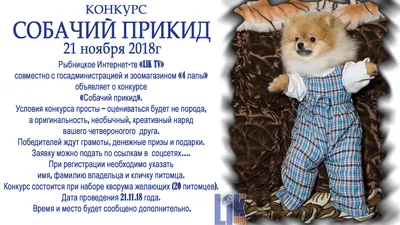 Новогодний фото конкурс для собак выпускников питомника ❤️ 🎄 Участник  номер 17 Ярик немецкий малый шпиц Возраст 5 лет 🎄🎄🎄🎄🎄🎄🎄🎄 Конкурс… |  Instagram