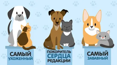 Новогодний фотоконкурс домашних питомцев Funny pets: публикуем имена  победителей - KP.RU