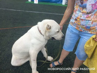 Конкурс красоты для собак: в Одессе выбирали самых породистых терьеров,  овчарок и питбулей | Новости Одессы
