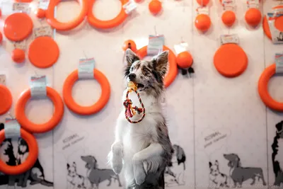 В Новороссийске состоялся конкурс красоты среди адекватных собак – Новости  Новороссийска