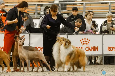 23-24.11.2019 - Международные выставки собак - CACIB - Всё про колли