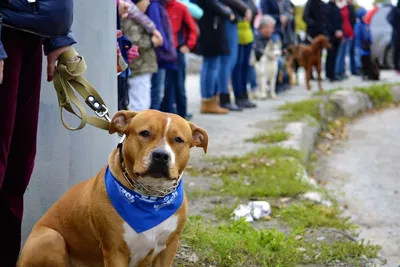 Собака сбежала из дома и случайно выиграла конкурс | СП - Новости Бельцы  Молдова